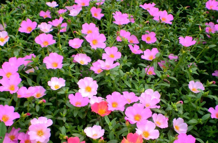 1575417810183549BpT3.jpg dbb44aed2e738bd48a2e4d73af8b87d6277ff961_副本.jpg